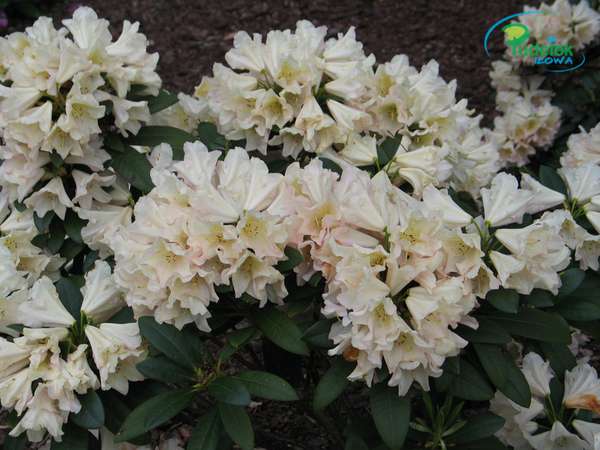 Rhododendron Silvia